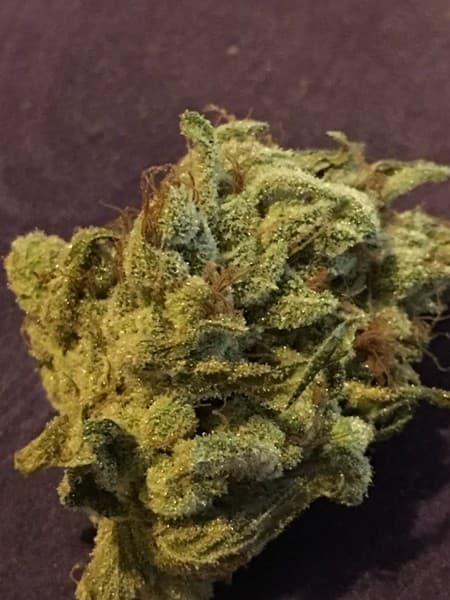 Citrus Sap cannabis strain, community photo 5