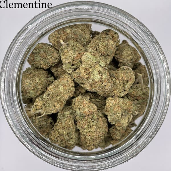 Clementine cannabis strain, community photo 1