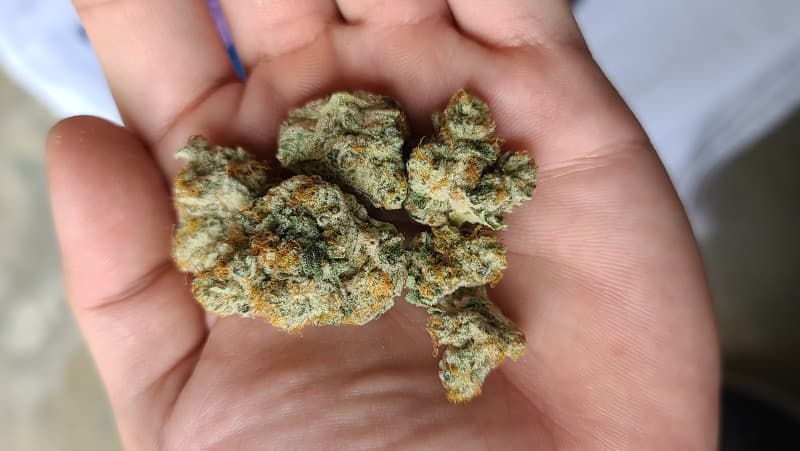 Collin's Ave cannabis strain, community photo 2