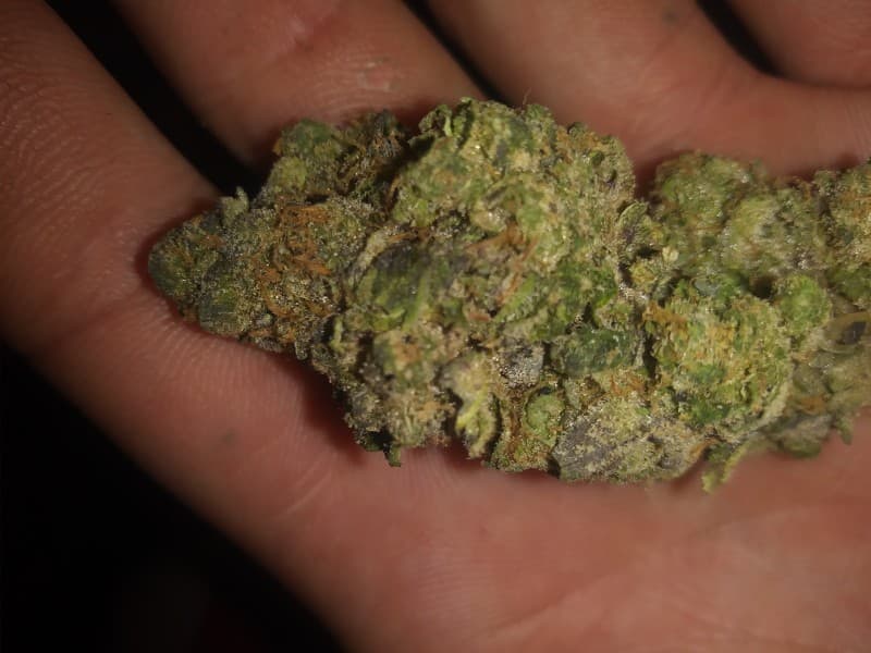 Cookie Glue cannabis strain, community photo 7