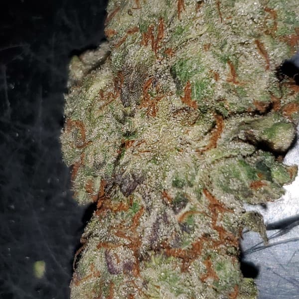 Cookie Glue cannabis strain, community photo 9