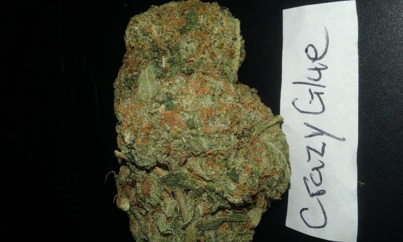Crazy Glue cannabis strain, community photo 1