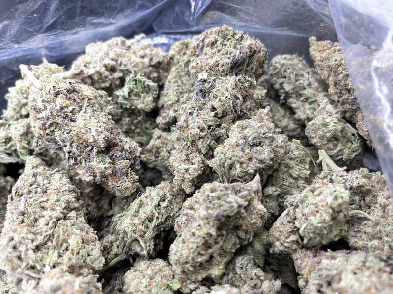 Crescendo cannabis strain, community photo 1