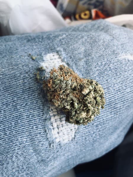 Crescendo cannabis strain, community photo 3