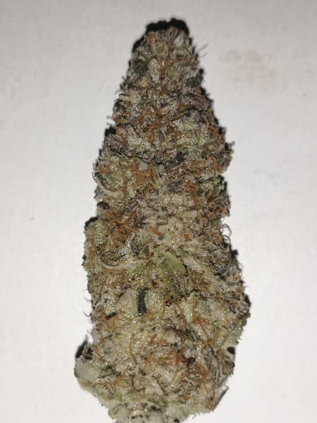 Crescendo cannabis strain, community photo 4