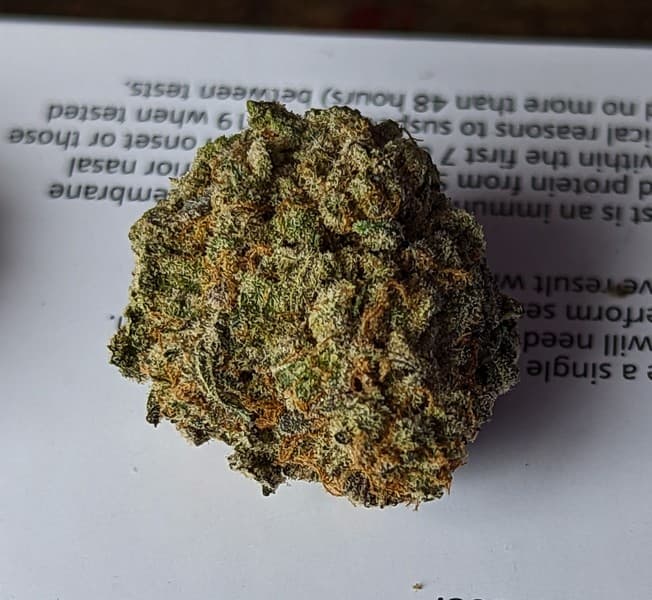 Dairy Queen cannabis strain, community photo 5