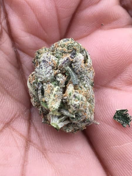 Dark Knight cannabis strain, community photo 1
