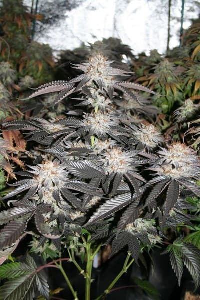 Dark Knight cannabis strain, community photo 2