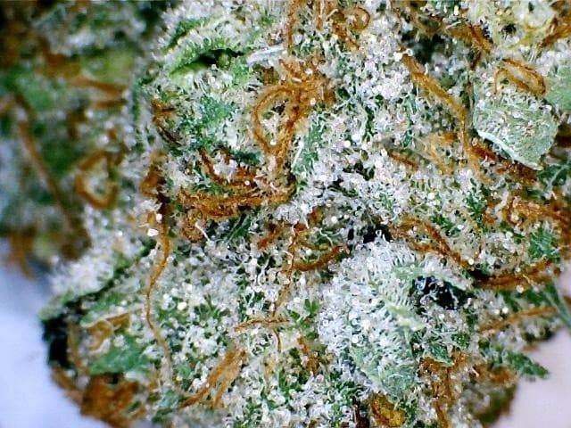 Dark Star cannabis strain, community photo 2