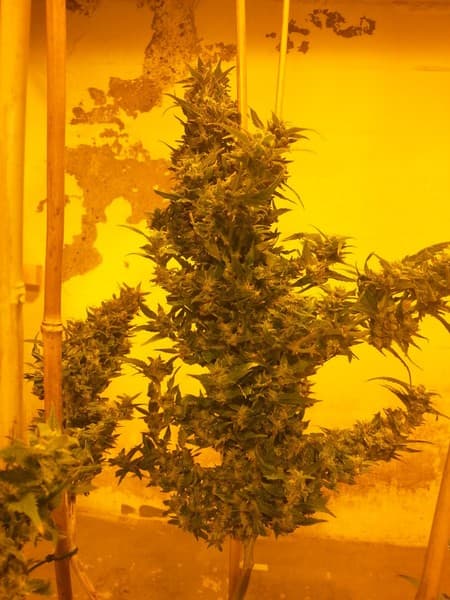 Dark Star cannabis strain, community photo 3