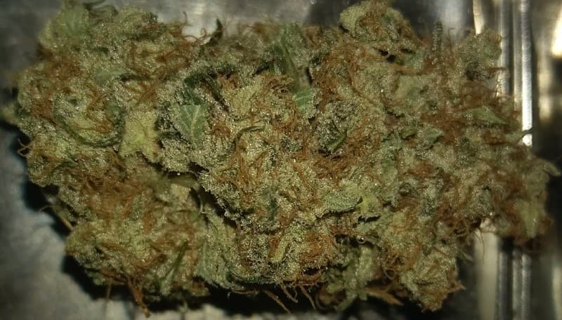 Dark Star cannabis strain, community photo 4