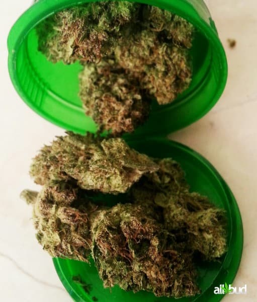 Deadhead OG cannabis strain, community photo 3