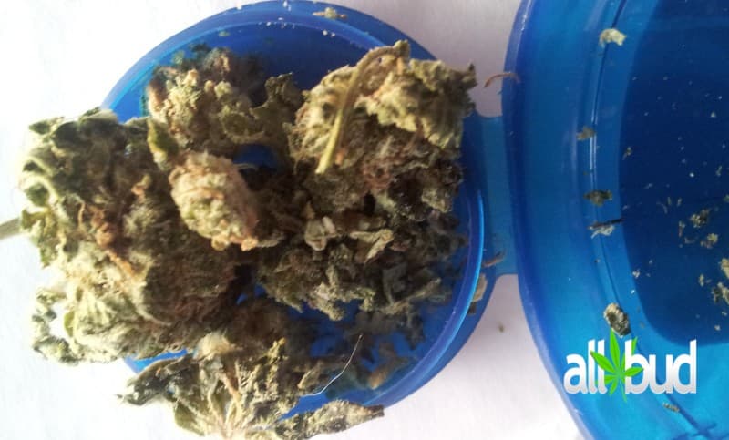 Deadhead OG cannabis strain, community photo 4