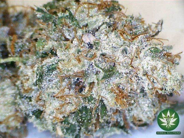 Death Star cannabis strain, community photo 5