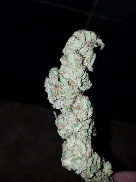 Death Star cannabis strain, community photo 7