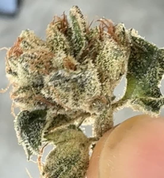 Designer OG cannabis strain, community photo 1