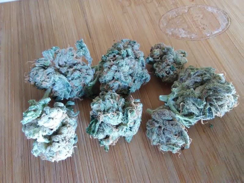 Devil Fruit cannabis strain, community photo 1