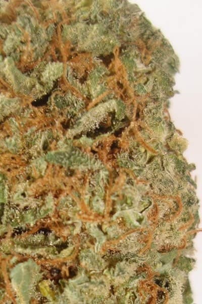 Devil Fruit cannabis strain, community photo 2