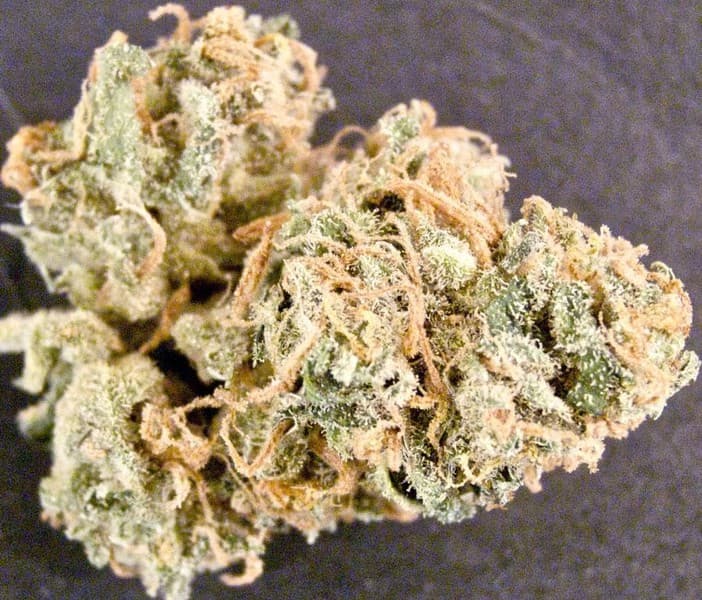 Dirty Girl cannabis strain, community photo 2