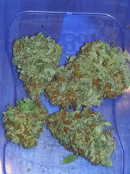 Dirty Girl cannabis strain, community photo 3