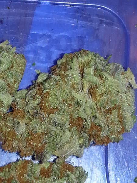 Dirty Girl cannabis strain, community photo 4