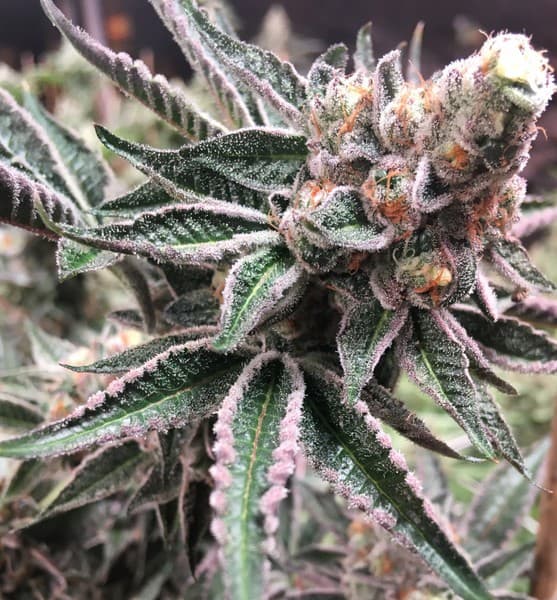 Do Si Dos cannabis strain, community photo 3