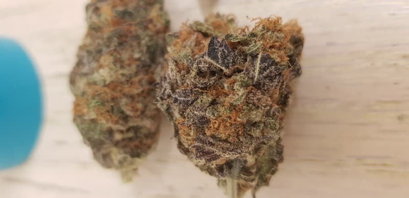 Dolato cannabis strain, community photo 6