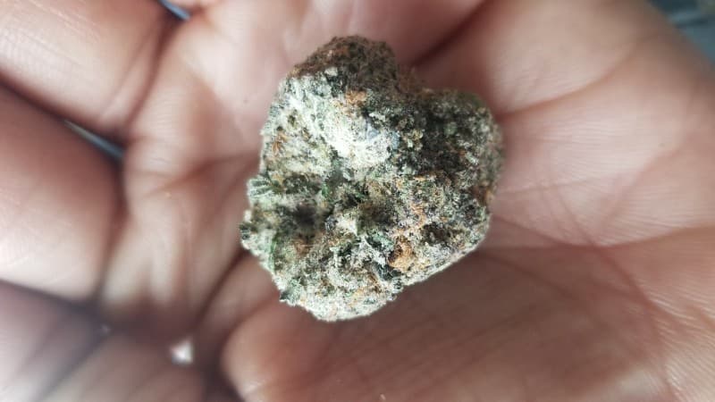 Dolato cannabis strain, community photo 7