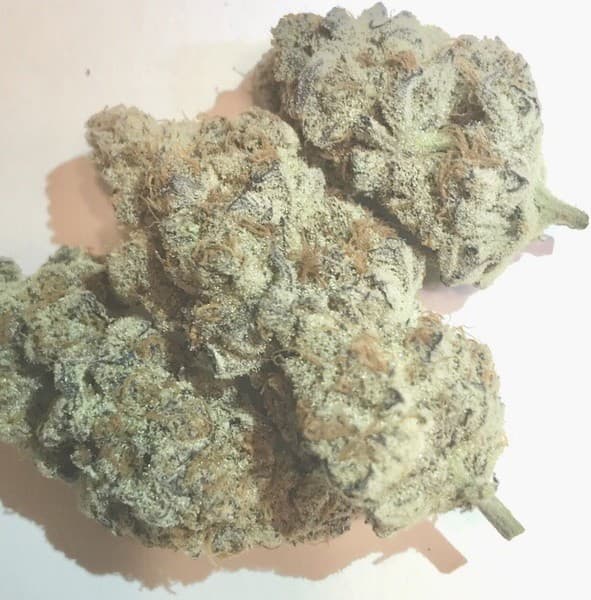 Dolato cannabis strain, community photo 8