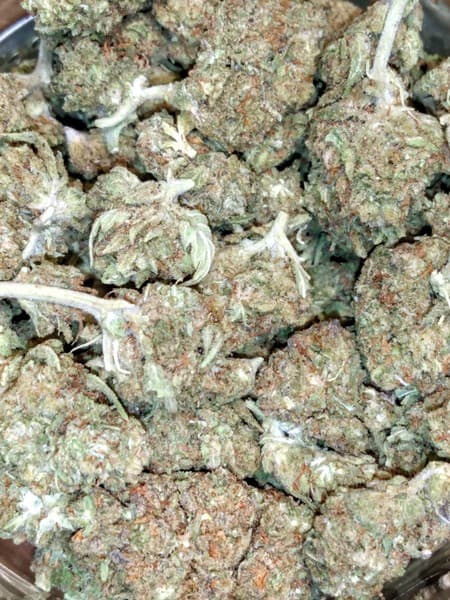 Dosi Punch cannabis strain, community photo 3