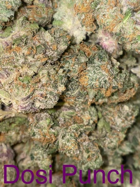 Dosi Punch cannabis strain, community photo 4