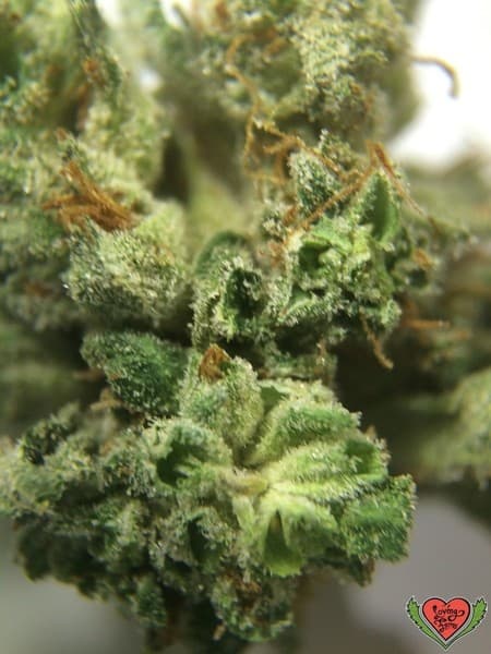 Dr. Who cannabis strain, community photo 2