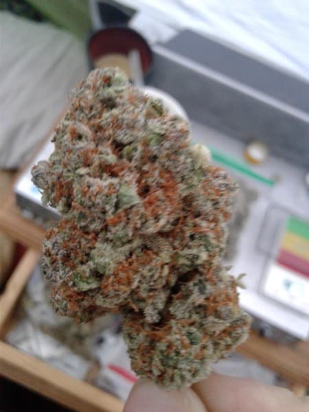Dr. Who cannabis strain, community photo 3