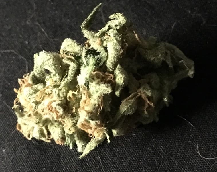 Dr. Who cannabis strain, community photo 4