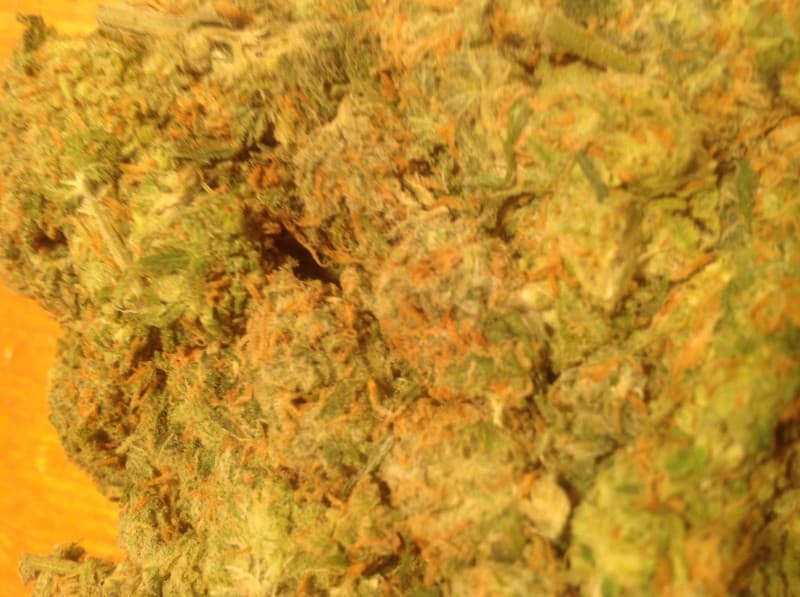 Dream Queen cannabis strain, community photo 1
