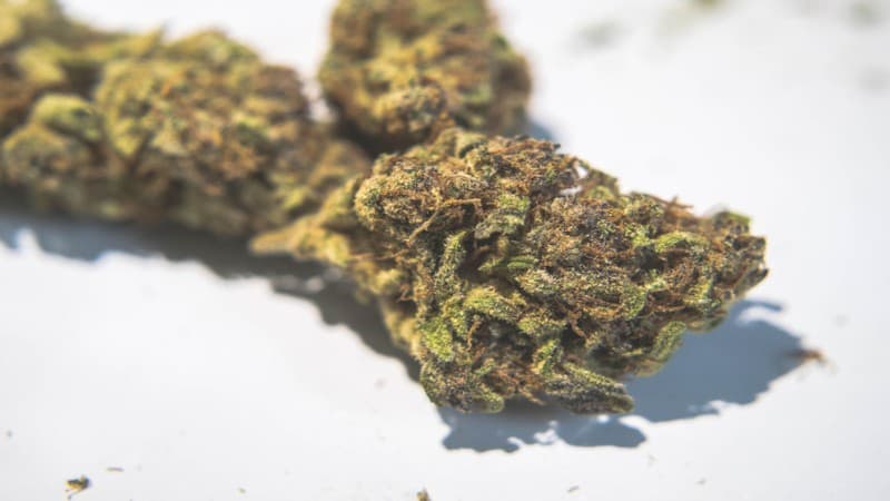 Dream Queen cannabis strain, community photo 4