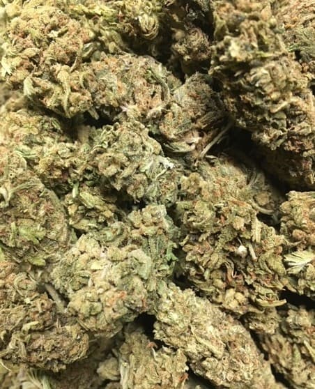 Dream Queen cannabis strain, community photo 6