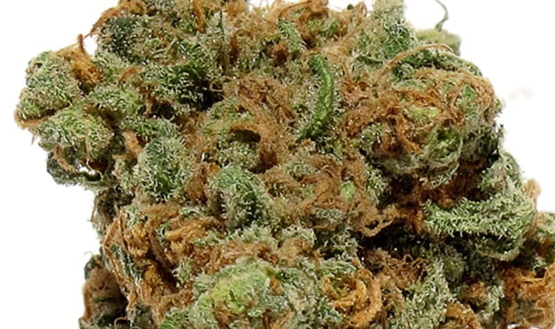 Dream Queen cannabis strain, community photo 7