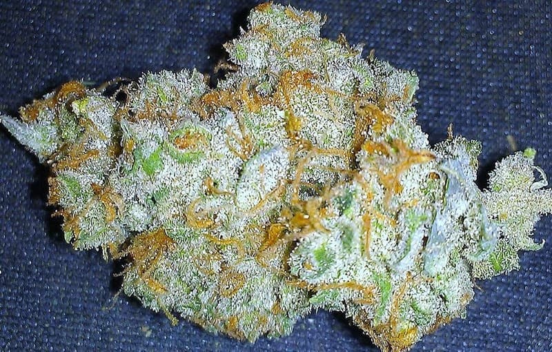 Dream Queen cannabis strain, community photo 8