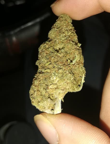 Duct Tape cannabis strain, community photo 2