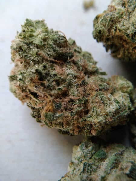 Earthquake cannabis strain, community photo 1