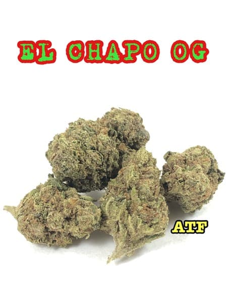 El Chapo OG cannabis strain, community photo 1