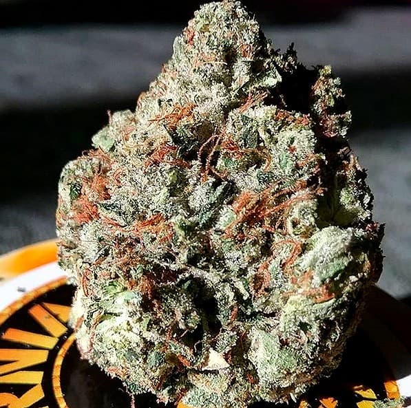 El Chapo OG cannabis strain, community photo 2