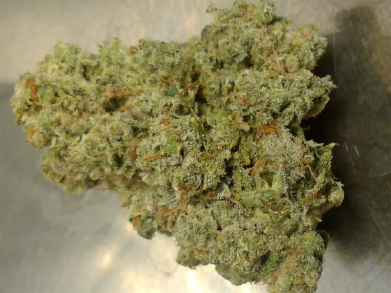 El Chapo OG cannabis strain, community photo 4