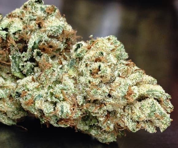 El Chapo OG cannabis strain, community photo 5
