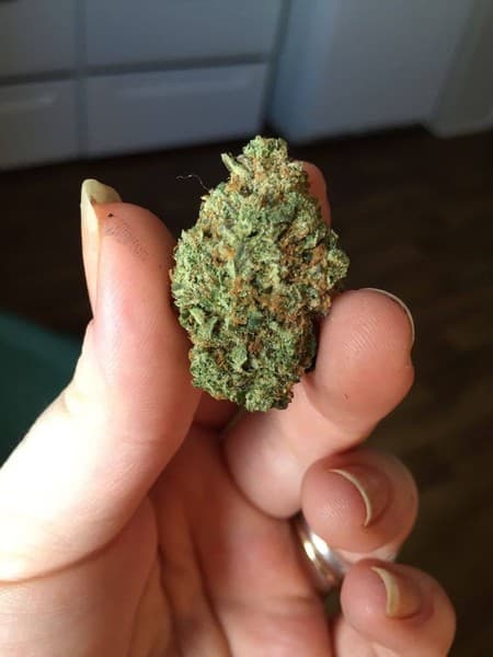 El Jefe cannabis strain, community photo 4