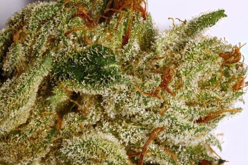 El Jefe cannabis strain, community photo 7