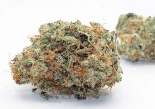 Elmer's Glue cannabis strain, community photo 1