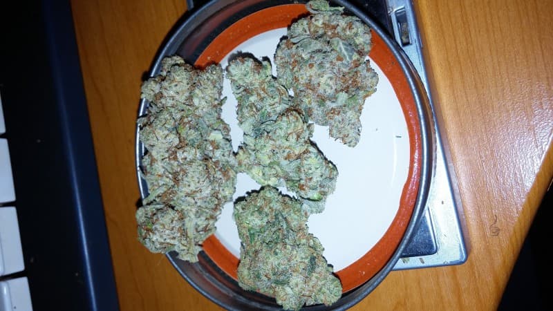 Elmer's Glue cannabis strain, community photo 2