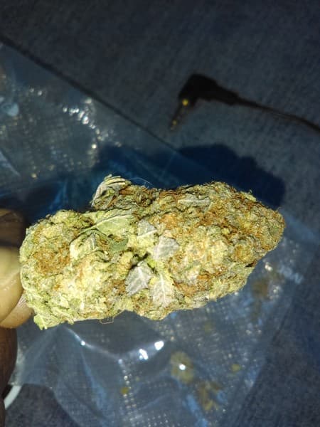 Elmer's Glue cannabis strain, community photo 3